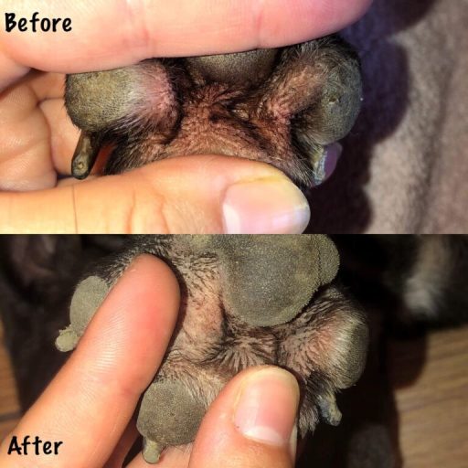 W.E.T. Cream kutya bőrgomba kenőcs - 30 ml