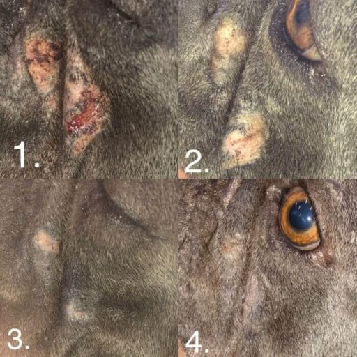 Pro-Skin kutya sebkezelő kenőcs - 30 ml